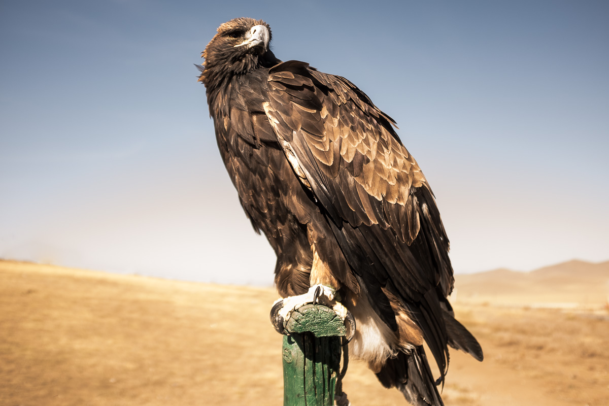 Famous golden eagle. it is still used for hunting especially by Kazakh nomads in Western Mongolia. Around Ulaanbaatar they are a tourist attraction.