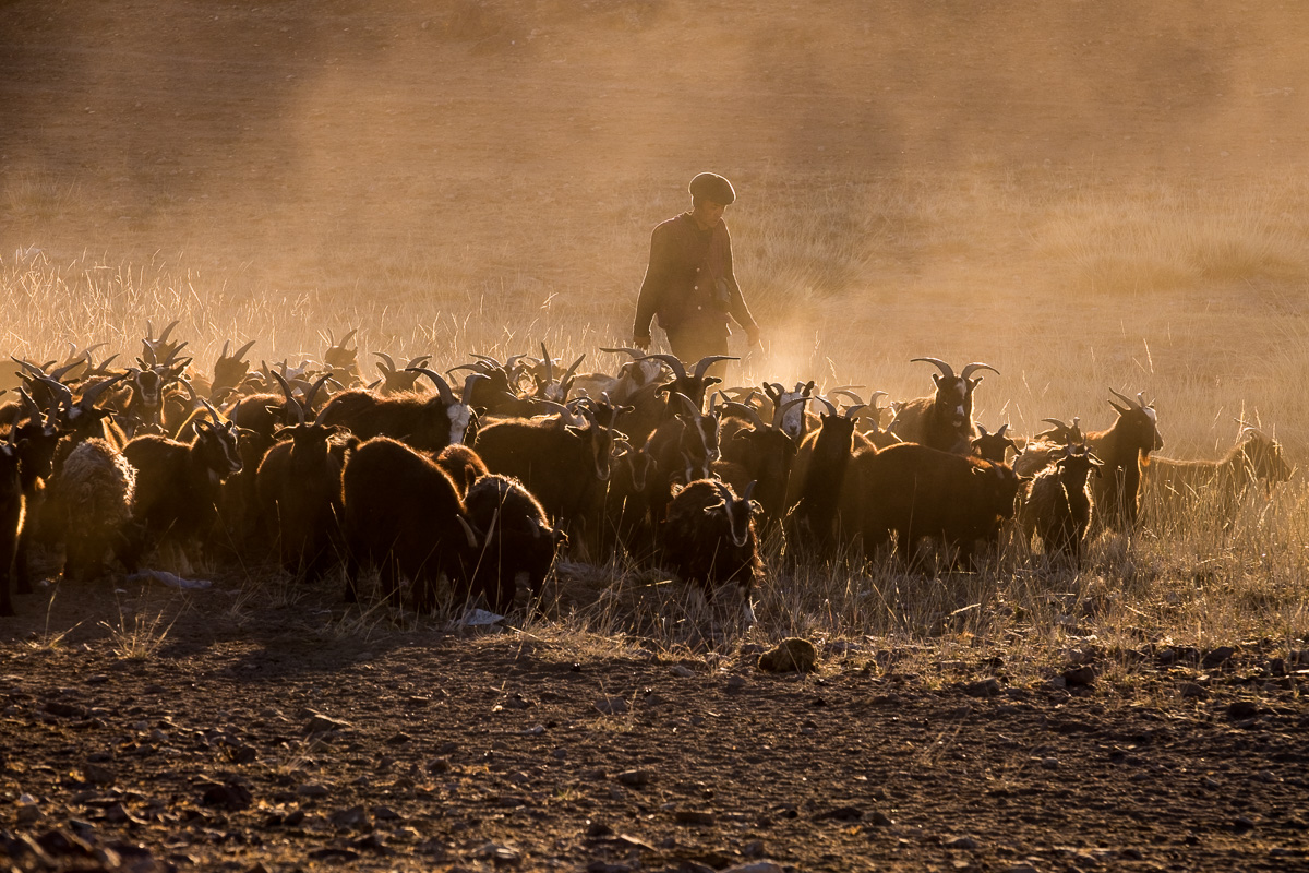 Nomads wake up early to start their daily routine. Just as the sun rises from horizon I spot this small herd and nomad attending to them. Perfect situation and perfect light. I hope I conveyed what it felt like to be there.