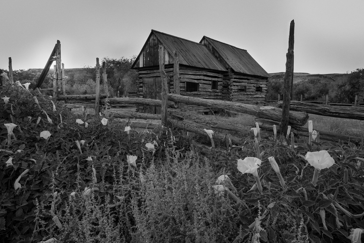 Datura and Cabin • Grafton Ghost Town, Springdale, Utah. Fuji X-T2 and a Fujinon XF10-24mm f4 OIS at 10mm. Image exposed at ISO 200 at f13 for 1/100 of a second.