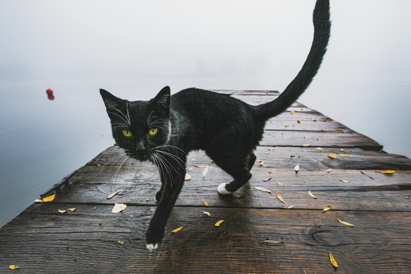 Kitty – In the misty morning on the river Oder in the gallery landscape he visited me a black stranger. Extremely nice and busy, we walked together in the back and to capture Kitty. Fuji XPro-2, XF 10-20, 1/350s, f5.6, ISO 800