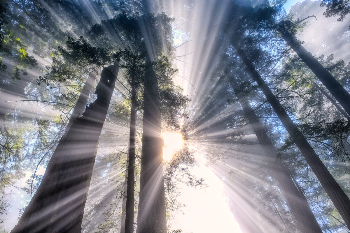 Shazam! - Light & fog creating light rays in the California Redwoods.