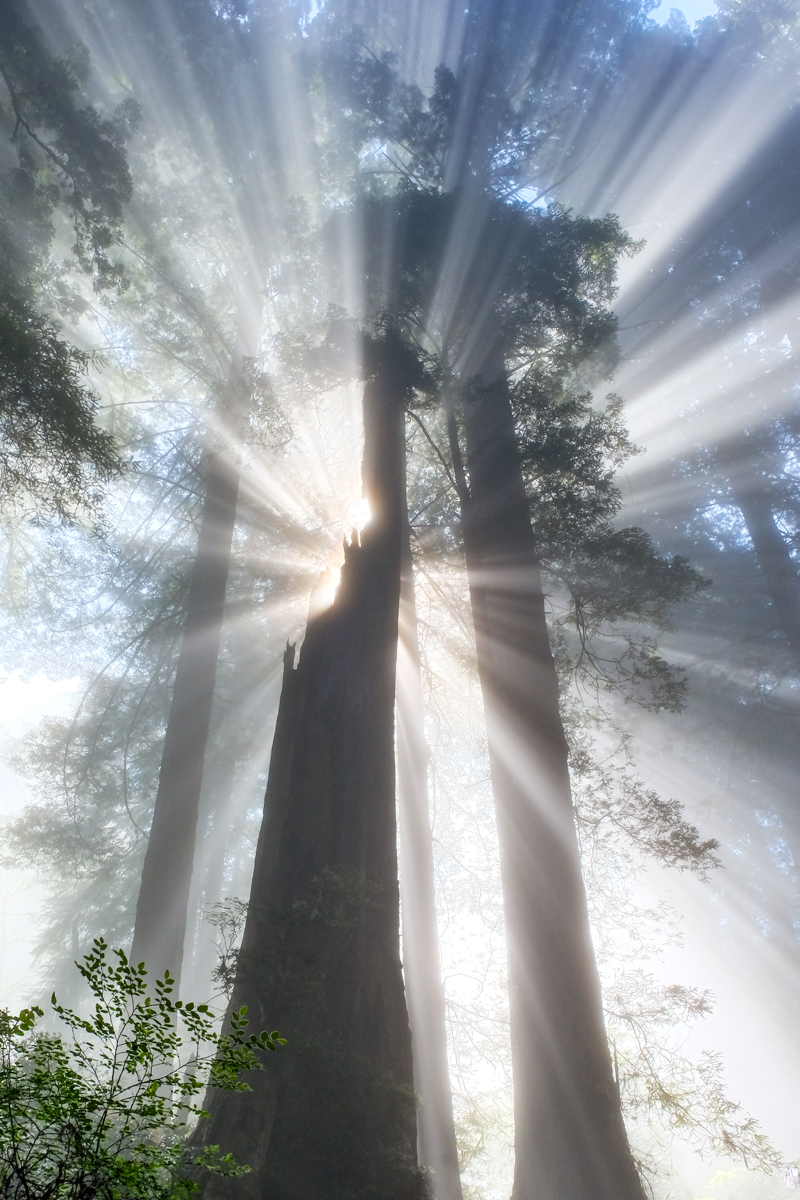 California Beamin’ - Light & fog creating light rays in the California Redwoods.