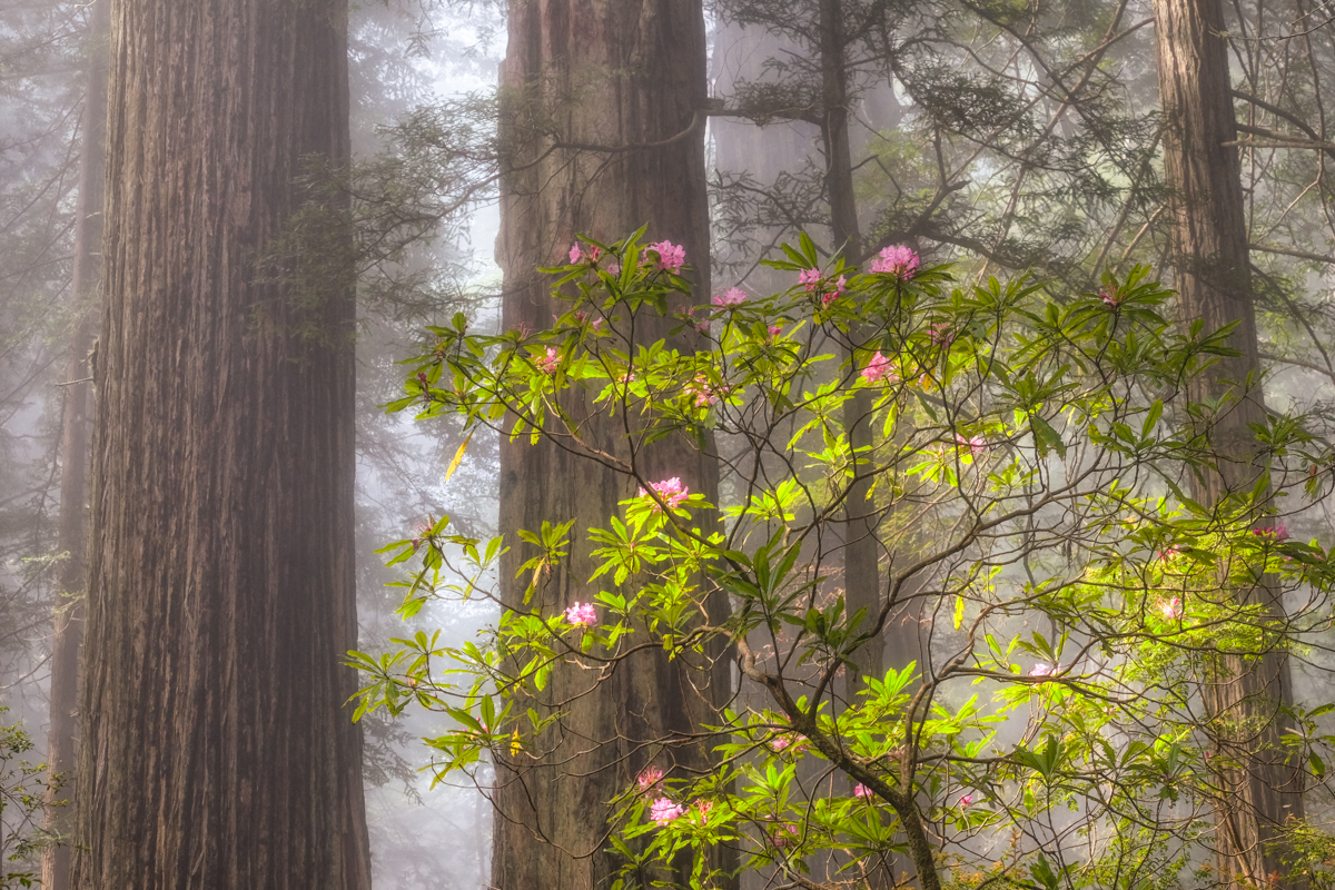 Forest Fog & Blooms - Rhododendron blooms in the morning light and fog in the Del Norte Coast Redwoods State Park, California.