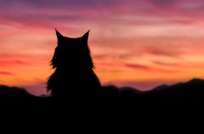 The democratisation of photography