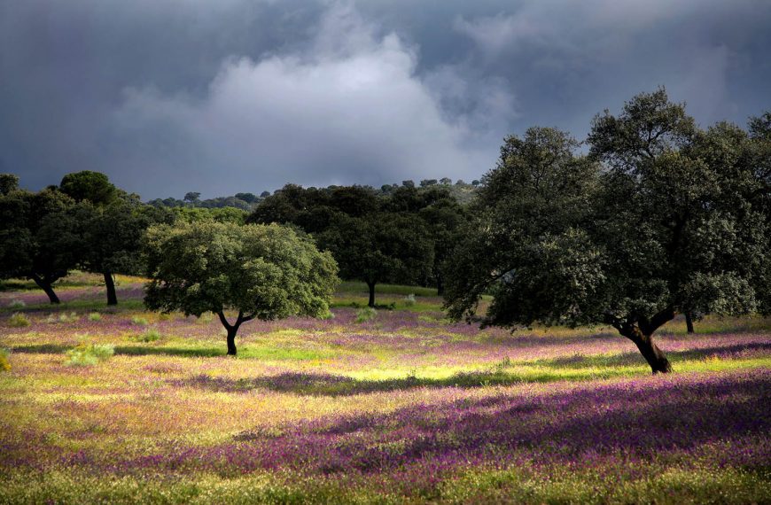 Tribute to Velvia – Interview with Daniel Acevedo