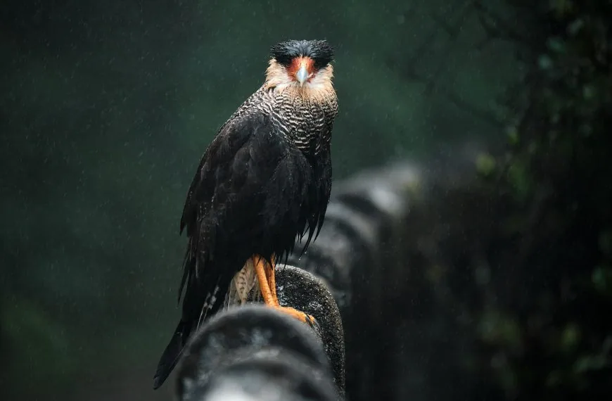 From bird guides to Fujifilm – interview with Nicolas Digard