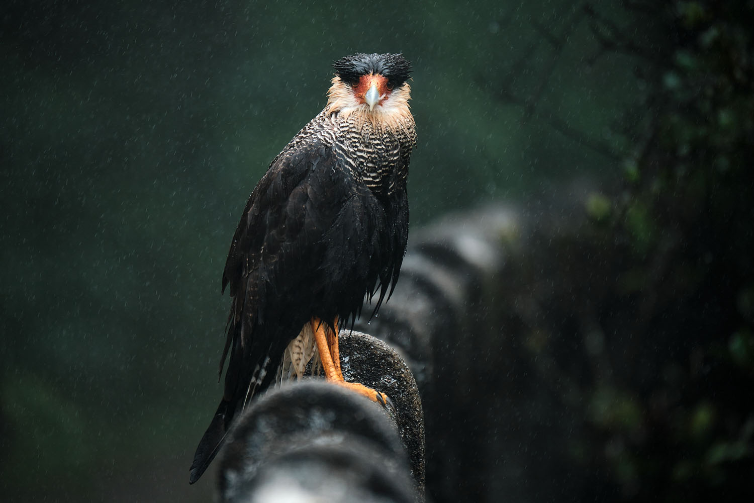 From bird guides to Fujifilm – interview with Nicolas Digard